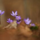 Hallo Frühling!