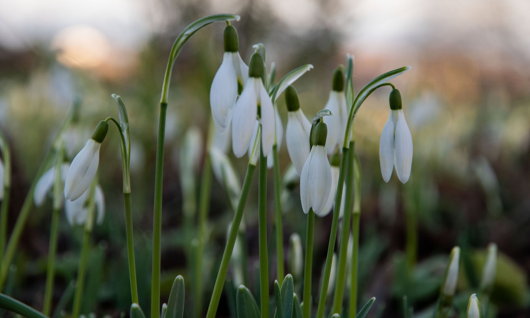 Hallo Frühling