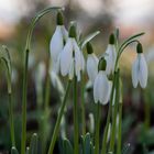 Hallo Frühling