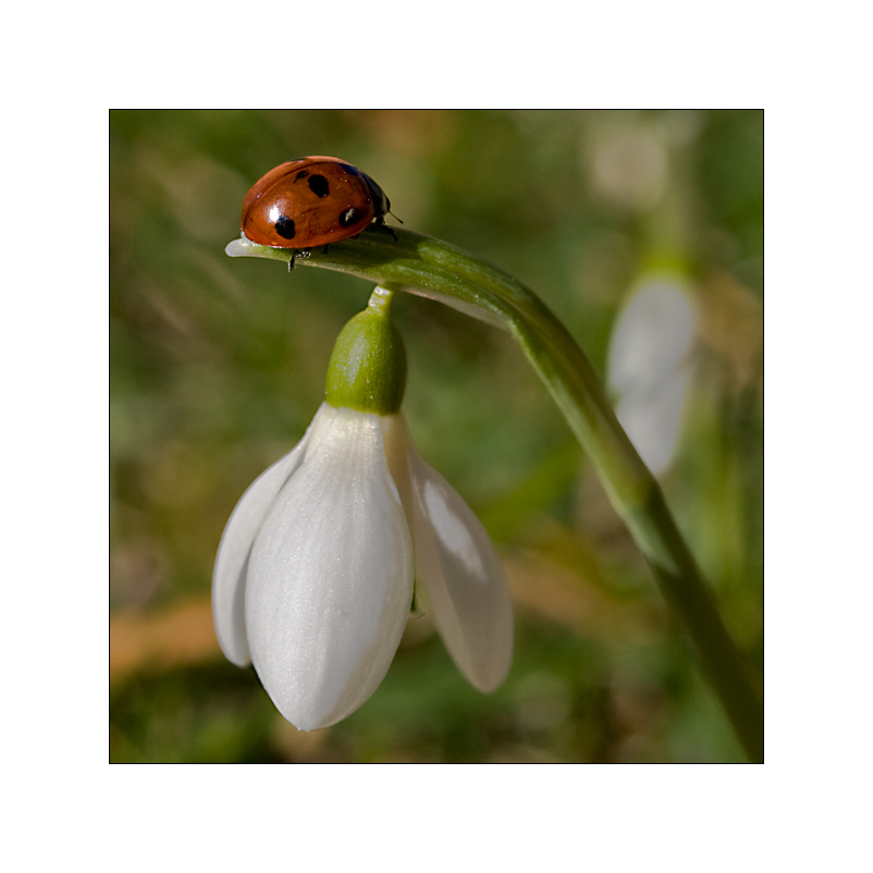 *hallo Frühling*