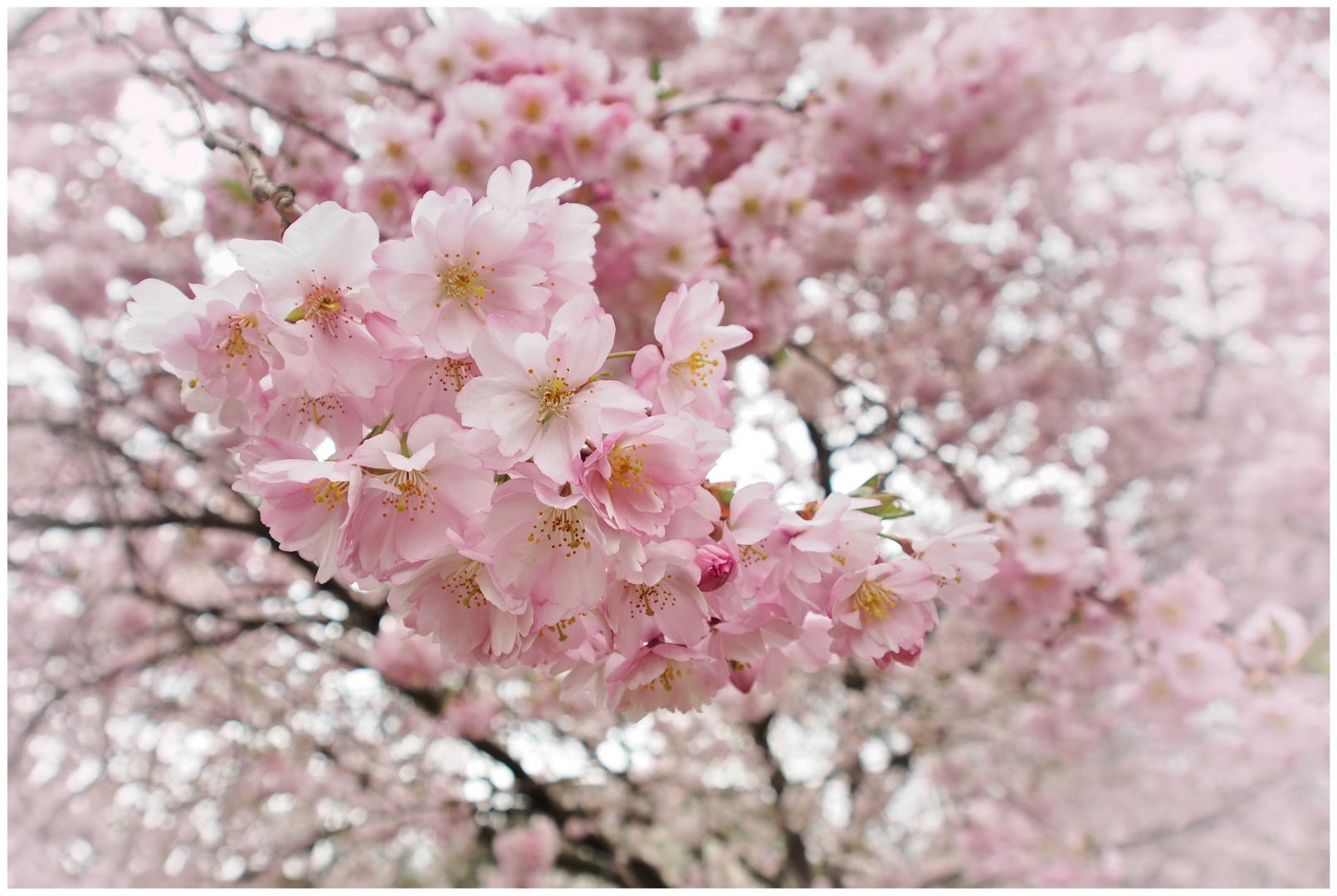 Hallo Frühling