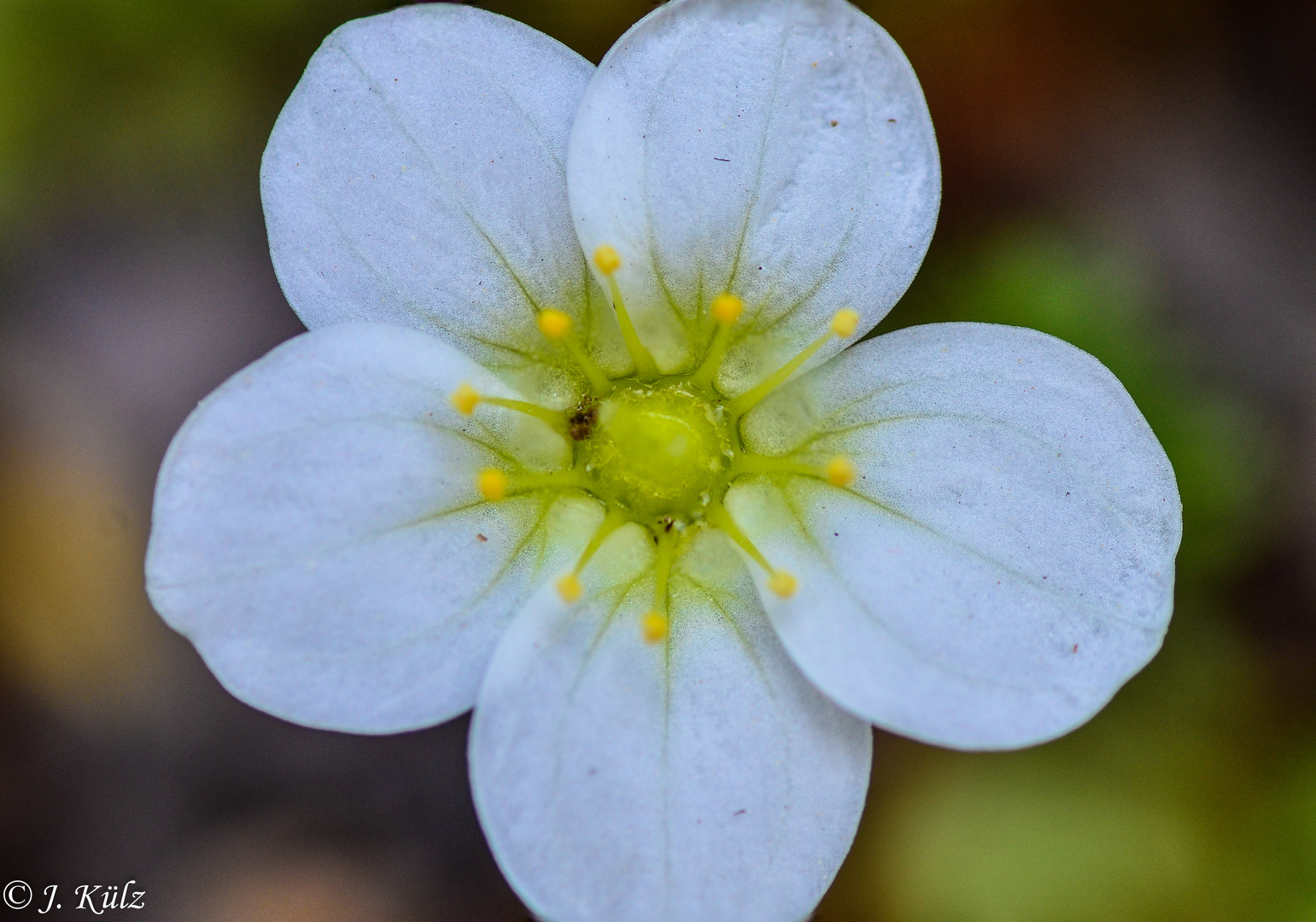 Hallo Frühling