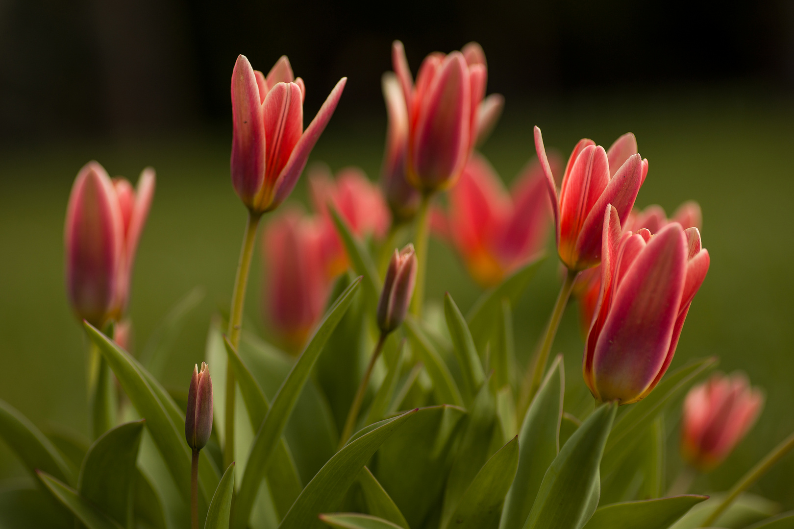 Hallo Frühling