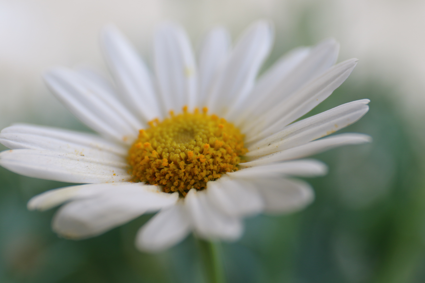 Hallo Frühling!