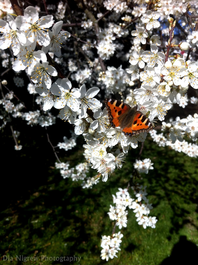 Hallo Frühling!