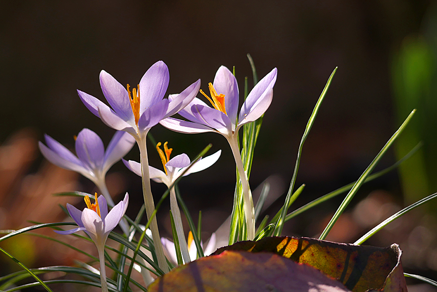 "Hallo Frühling"