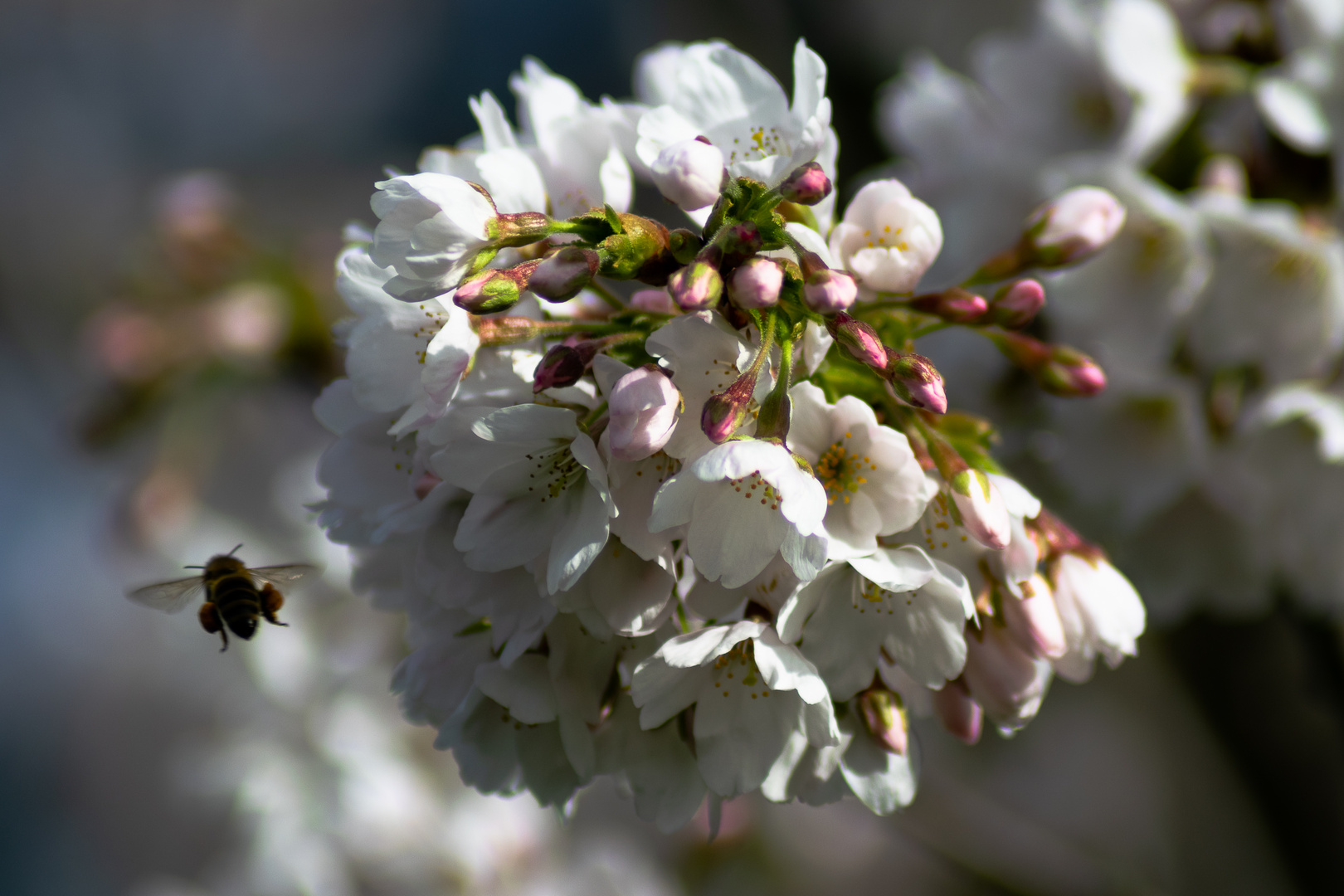 Hallo, Frühling