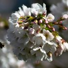 Hallo, Frühling