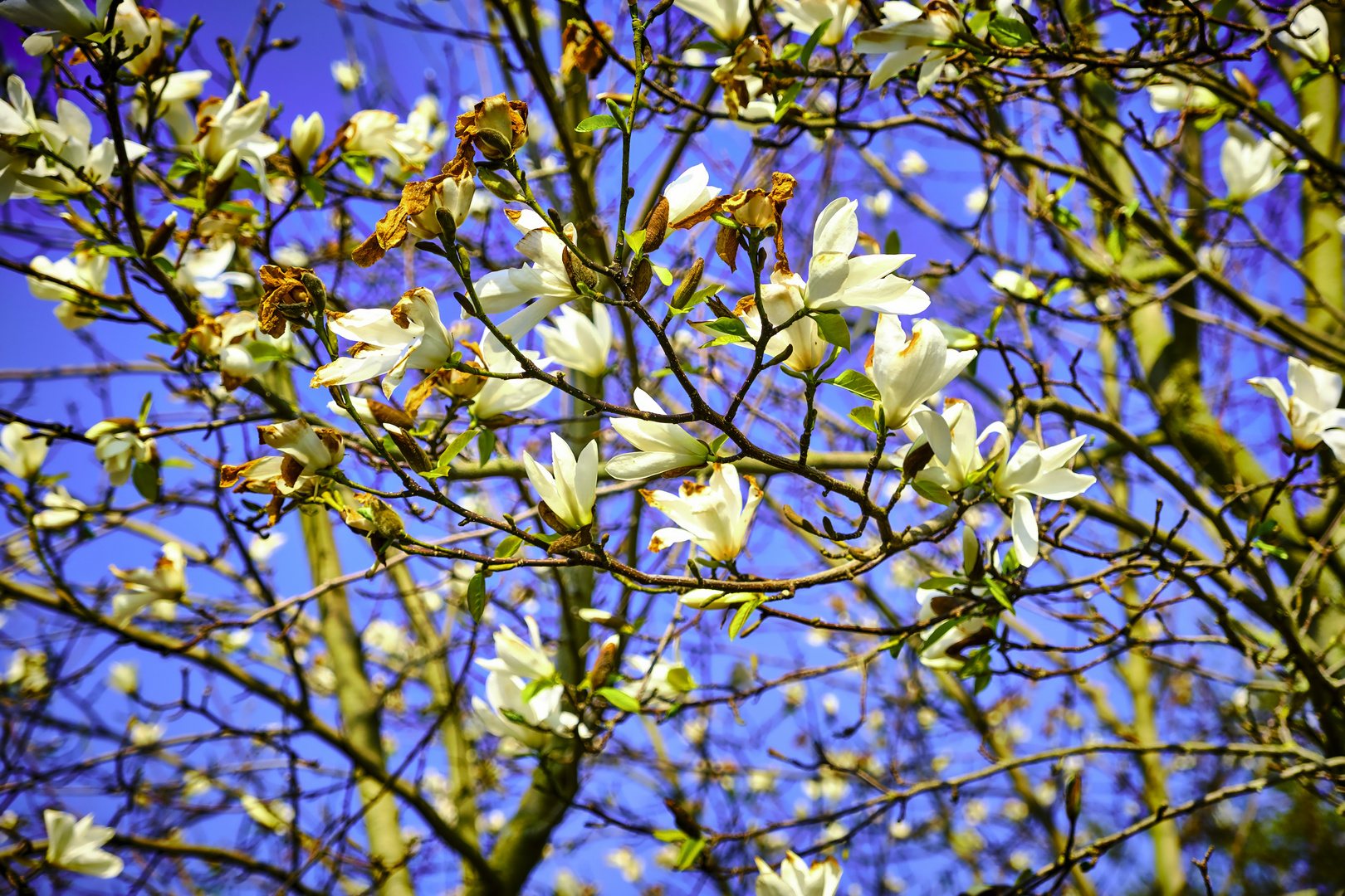 Hallo Frühling