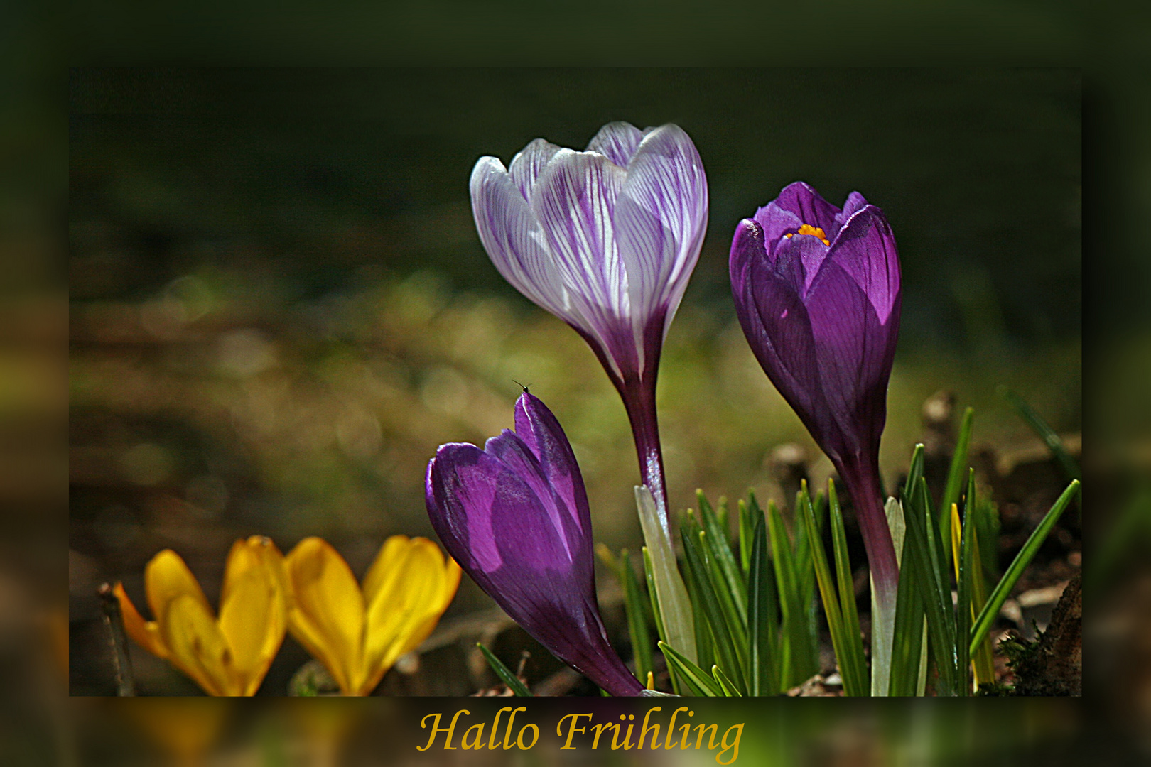 Hallo Frühling