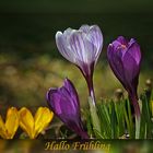 Hallo Frühling