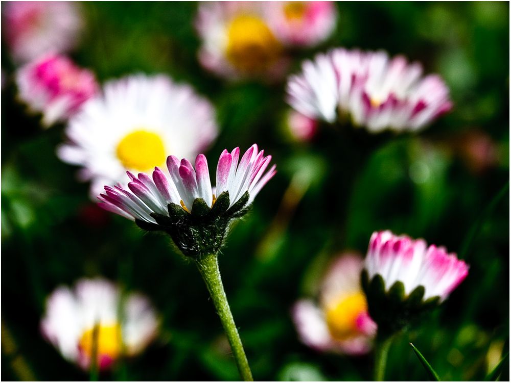 Hallo Frühling!