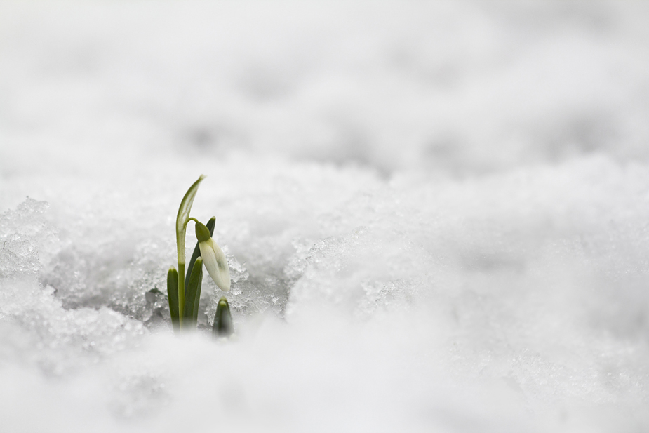 hallo Frühling