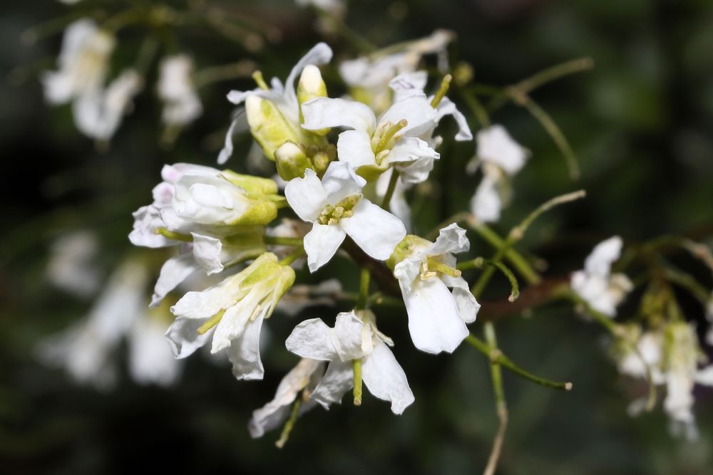 Hallo Frühling 