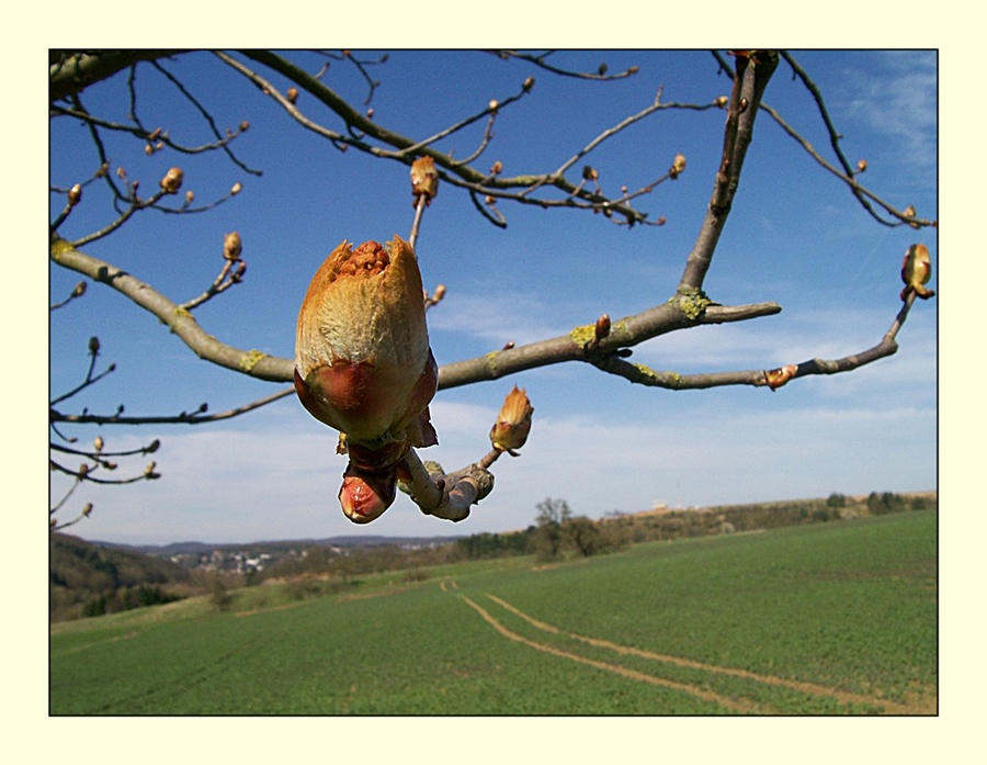 Hallo Frühling