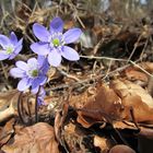 Hallo Frühling....