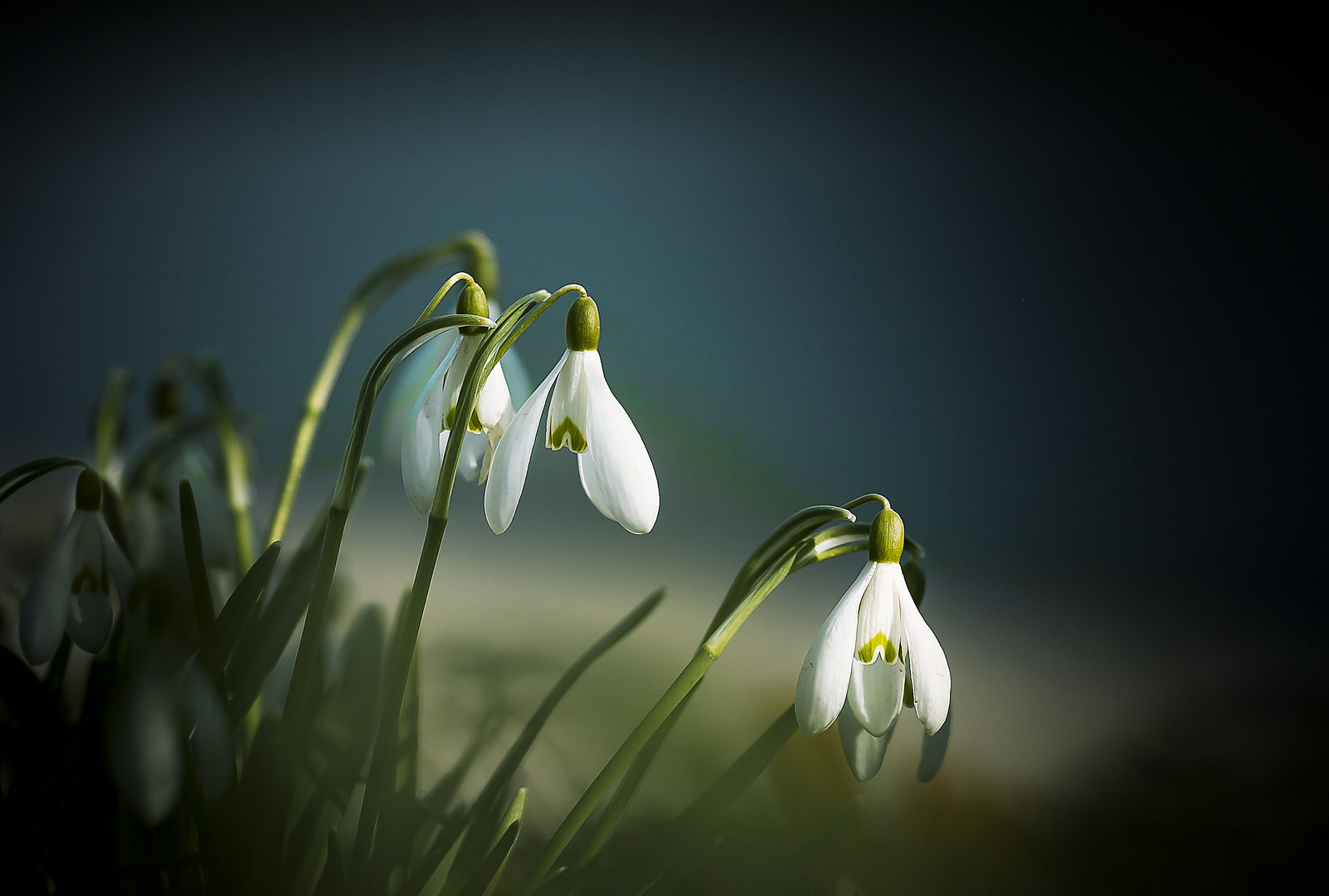 Hallo Frühling .......