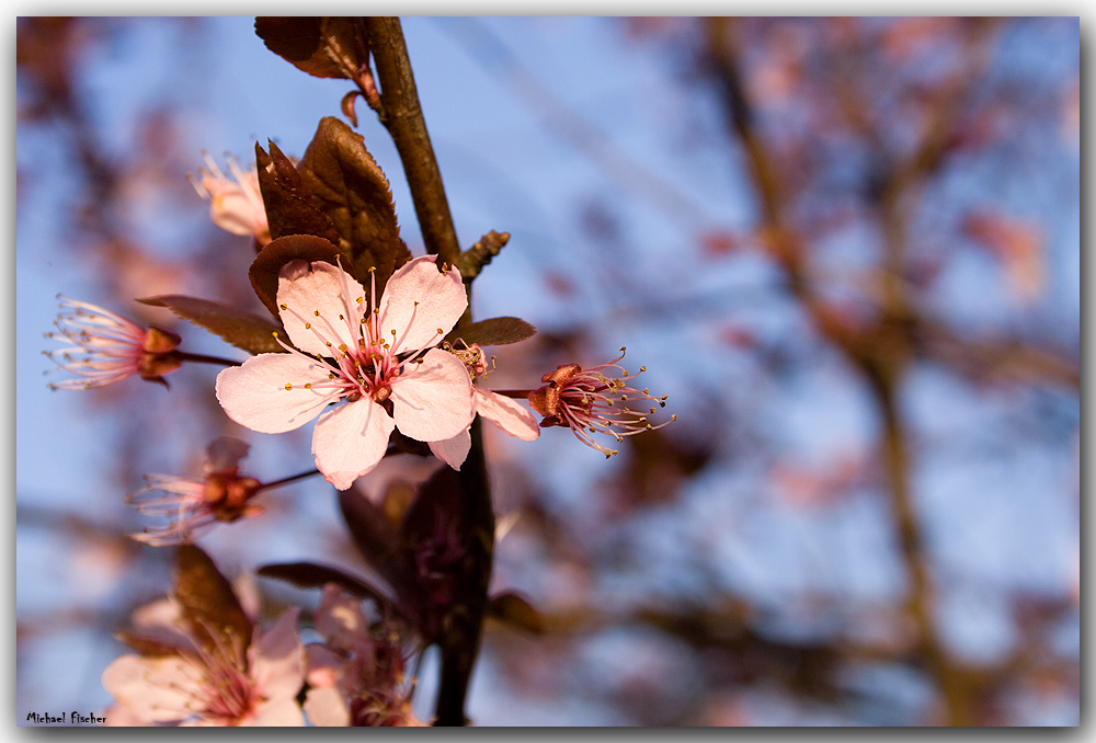 Hallo Frühling