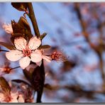 Hallo Frühling