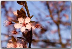 Hallo Frühling