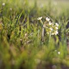 hallo frühling.