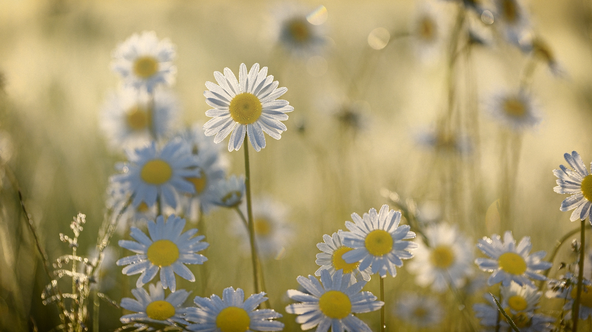 Hallo Frühling