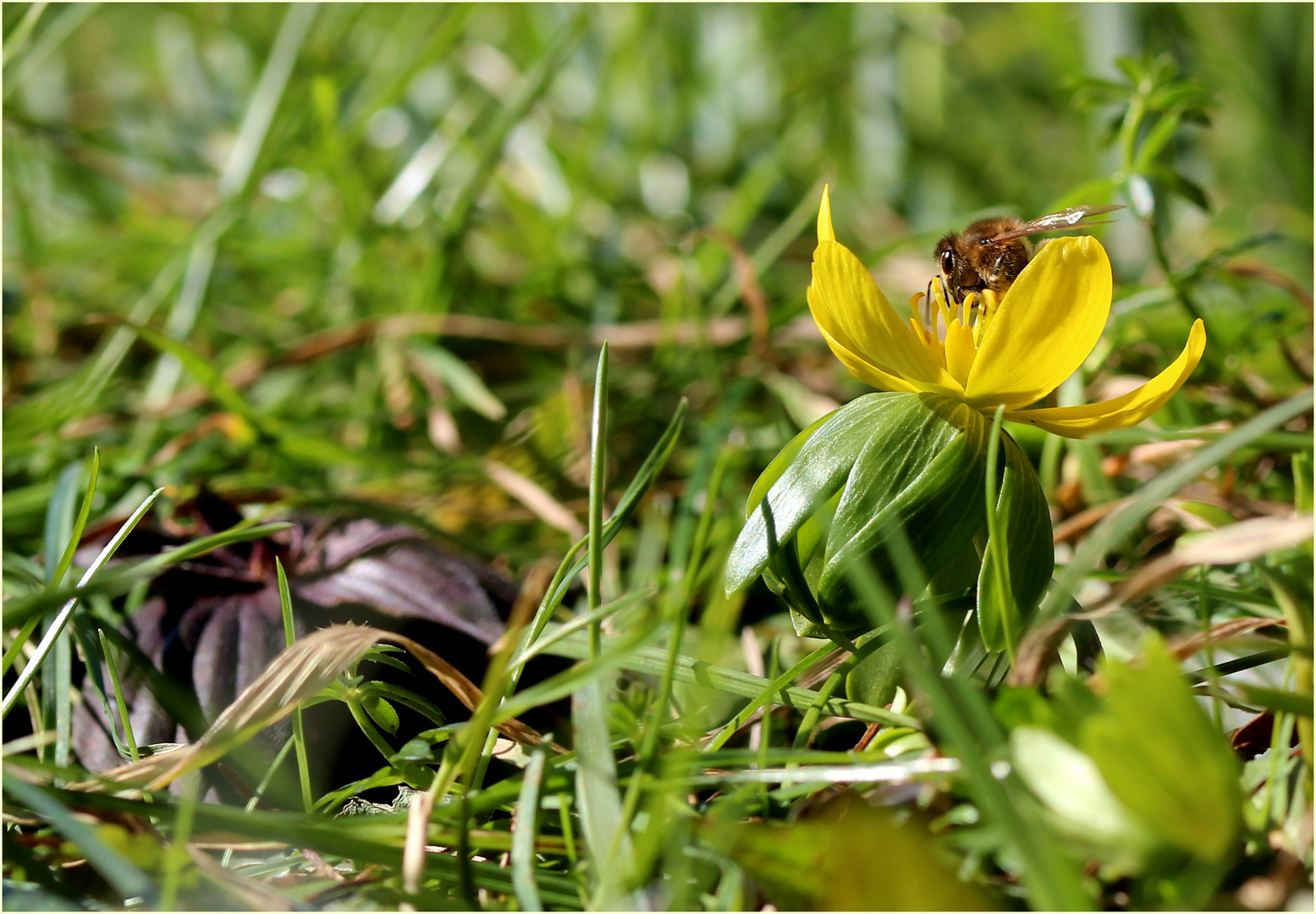 Hallo Frühling! (I)