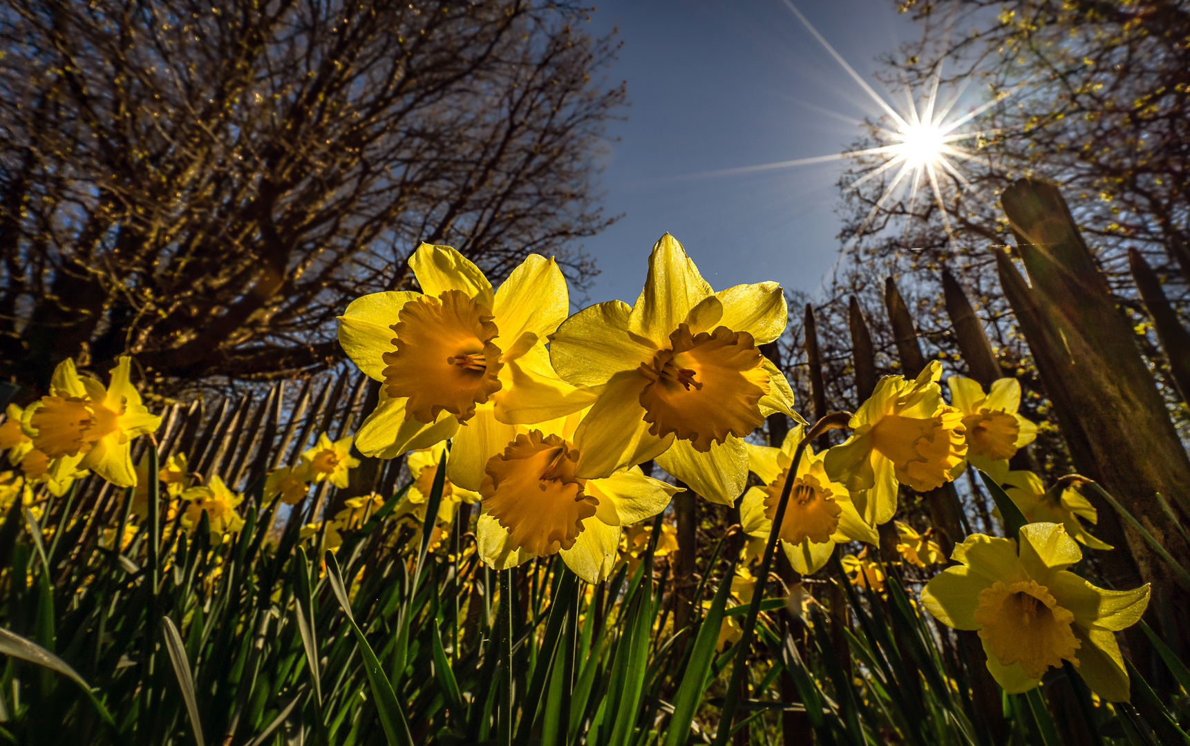 Hallo Frühling - when daffodils smile