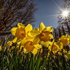 Hallo Frühling - when daffodils smile