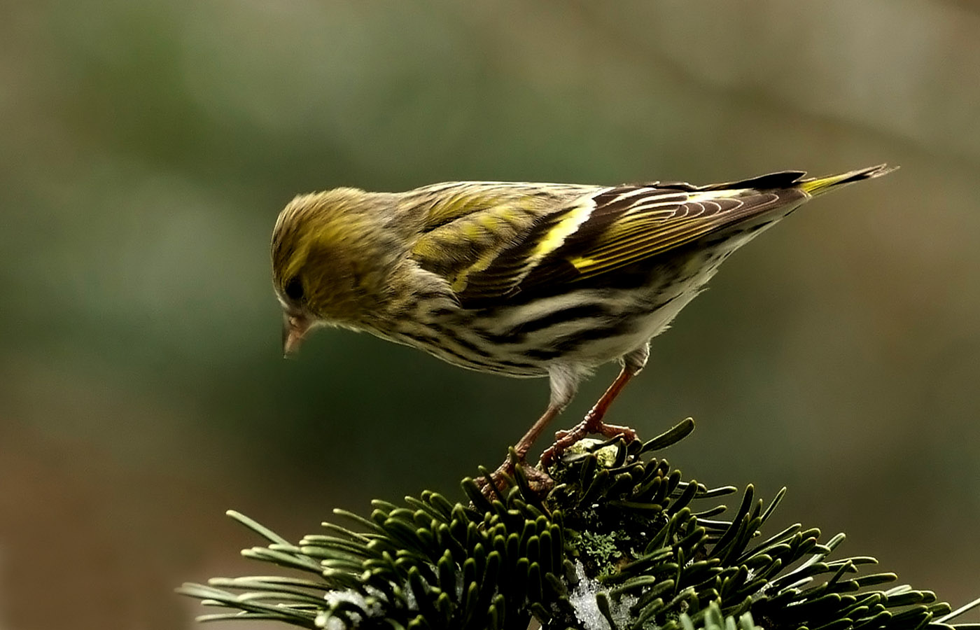 Hallo Fruhling Wo Bist Du Foto Bild Tiere Wildlife Wild Lebende Vogel Bilder Auf Fotocommunity