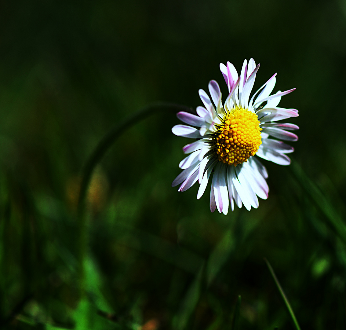 Hallo Gänseblümchen!