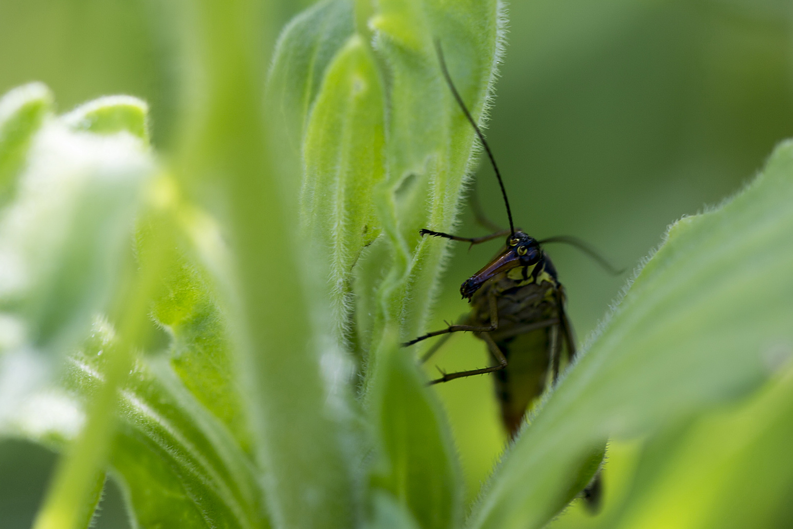 Hallo - Gemeine Skorpionsfliege (Panorpa communis) 1