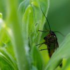 Hallo - Gemeine Skorpionsfliege (Panorpa communis) 1