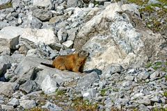 Hallo, gleich am Anfang unserer Tour an der Ostflanke des Ortler 3-Gestirns des 