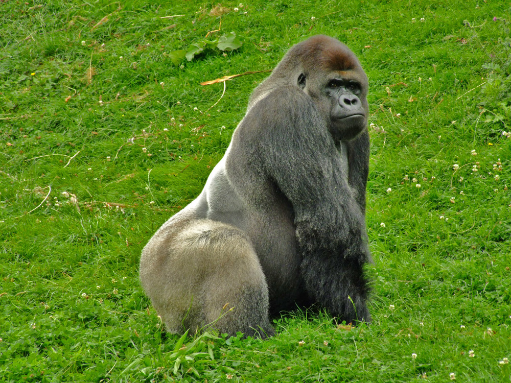 Hallo Gorilla, grimmiger geht's wohl nicht.