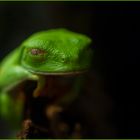 Hallo, Grüner Frosch