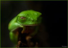 Hallo, Grüner Frosch