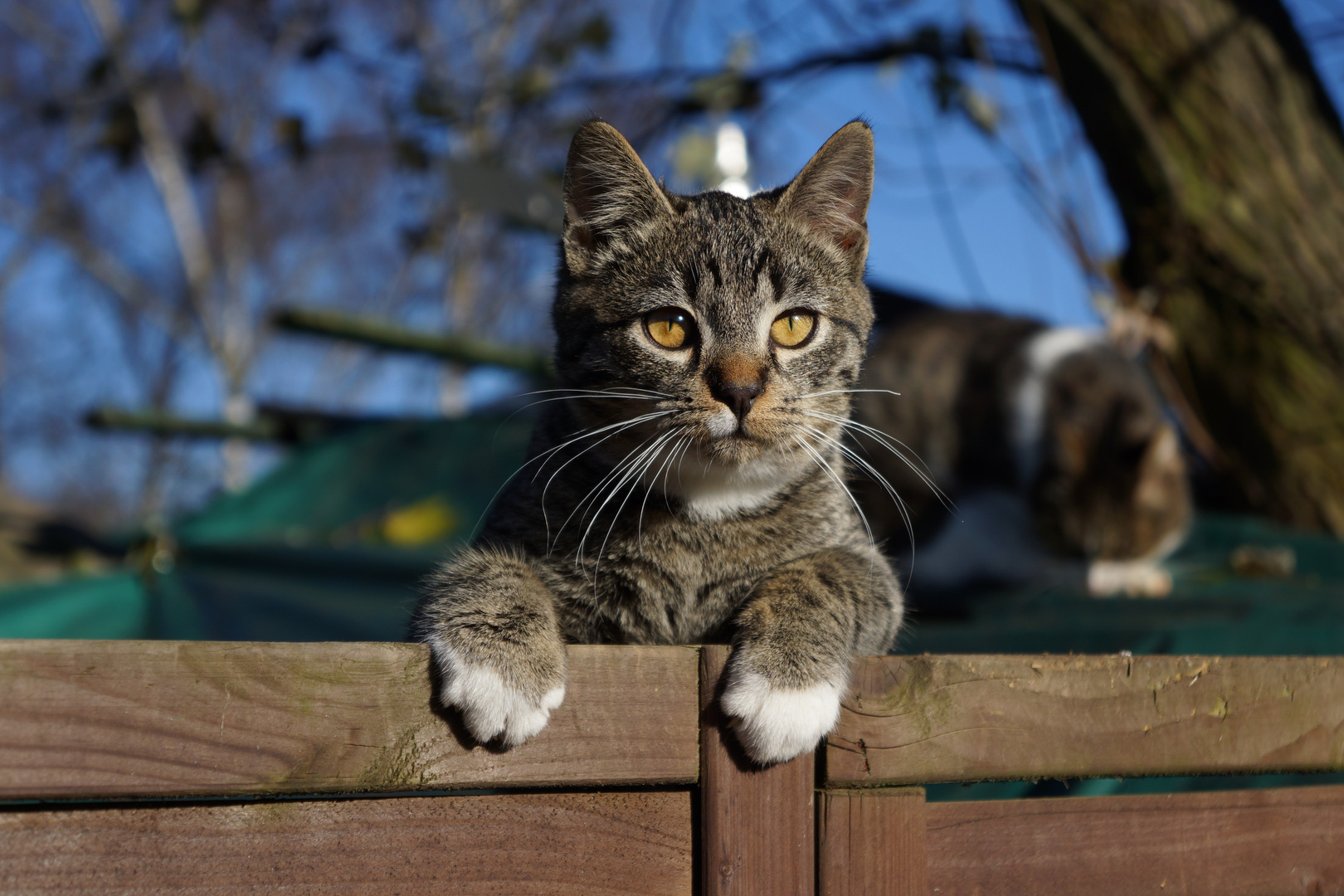 "Hallo Gucken"