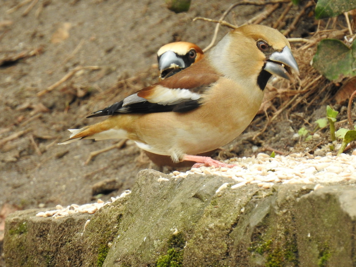 Hallo, guckguck !