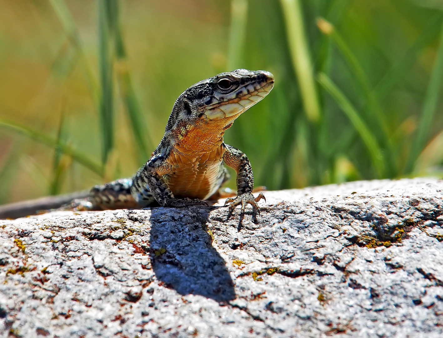 Hallo, hallo, ich bin ein Männchen einer Mauereidechse (Podarcis muralis brogniardii) … *