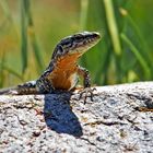 Hallo, hallo, ich bin ein Männchen einer Mauereidechse (Podarcis muralis brogniardii) … *