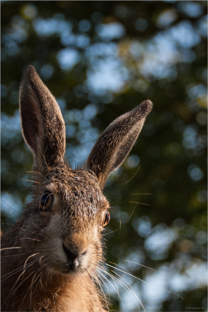 Hallo Hase !