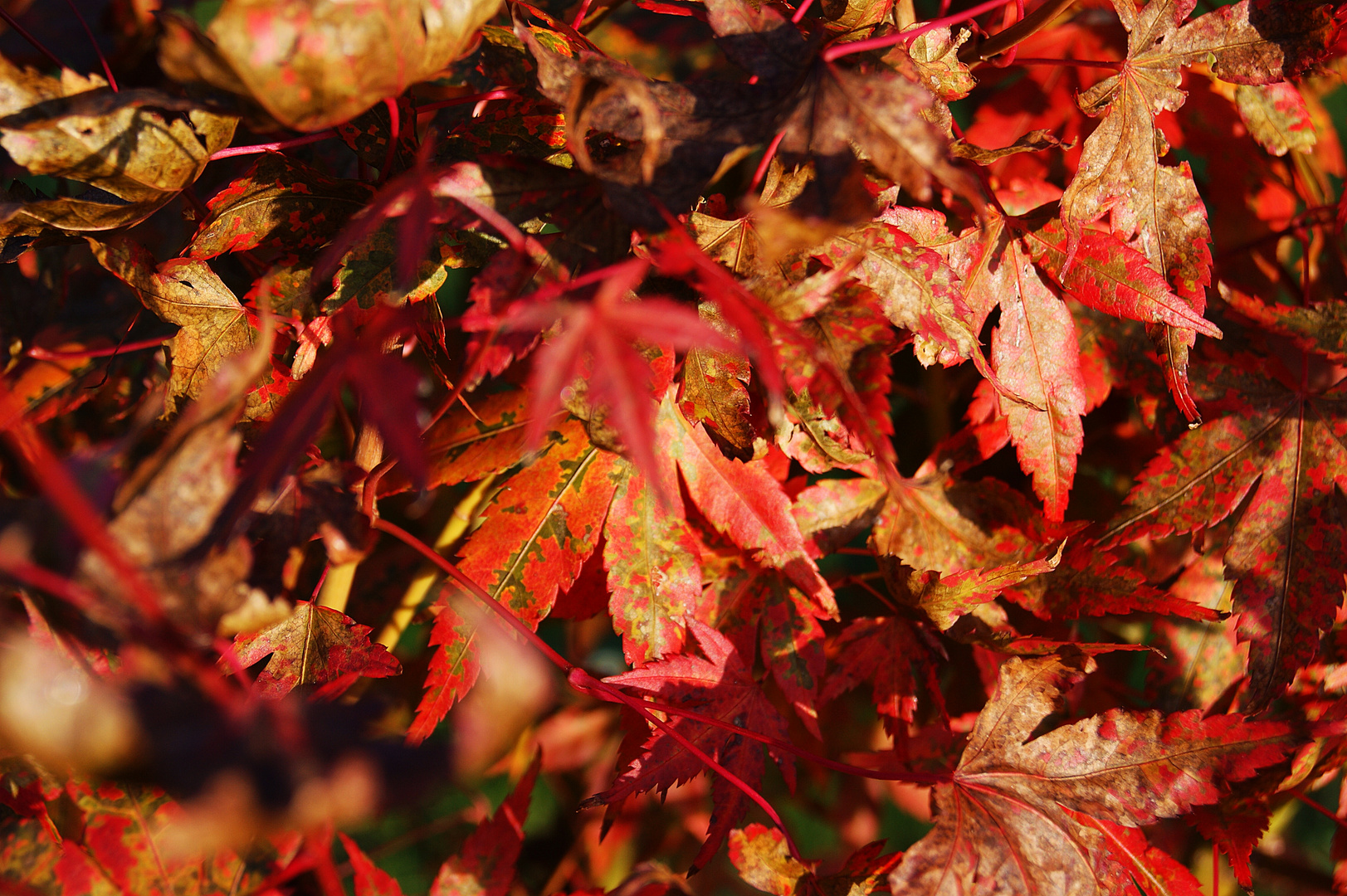 hallo Herbst