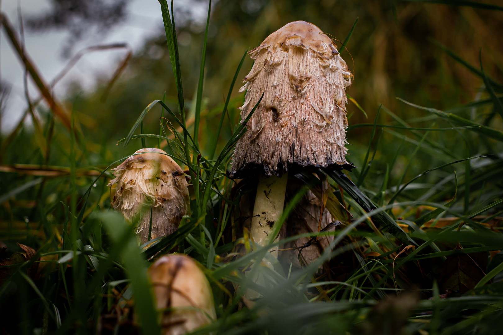 Hallo Herbst