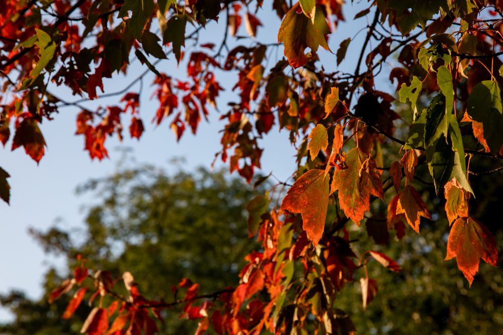 Hallo Herbst