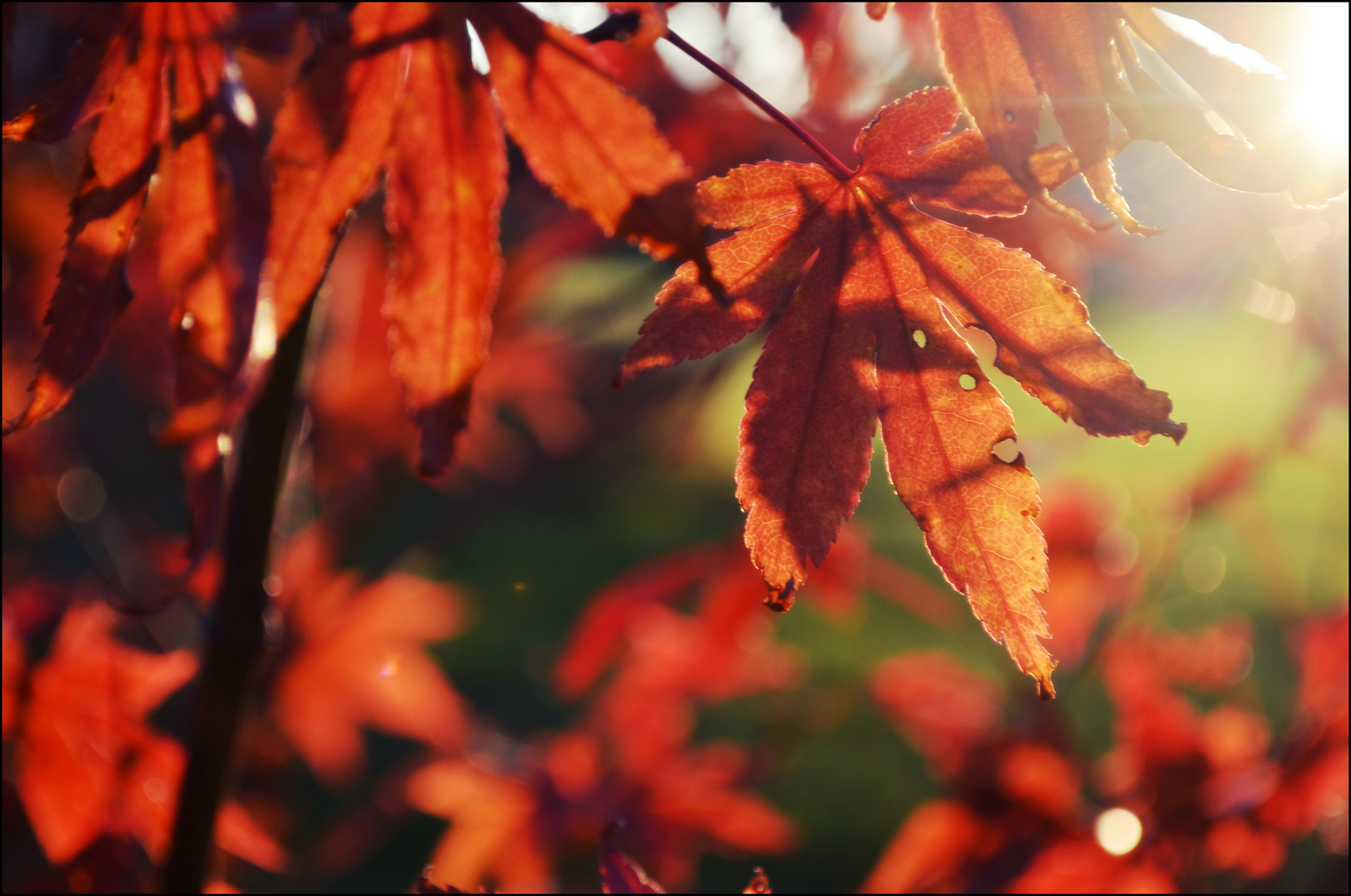 hallo Herbst. :D