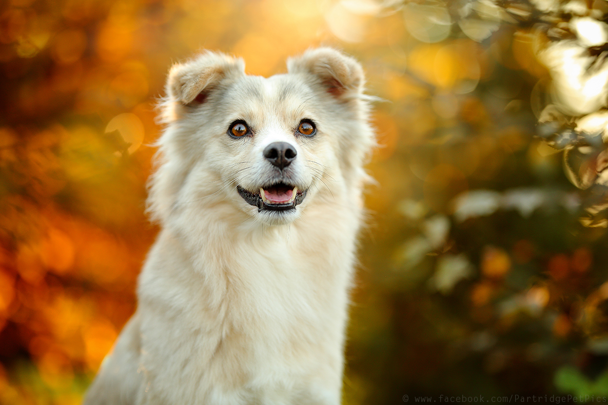 Hallo Herbst