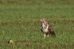 Hallo Herr Bussard