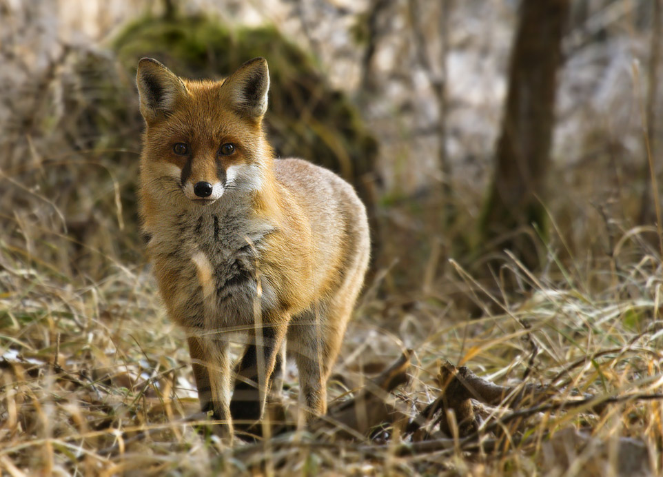 Hallo Herr Fuchs!