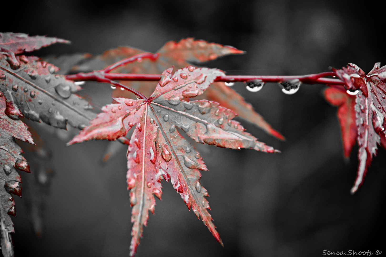 Hallo Herr Herbst